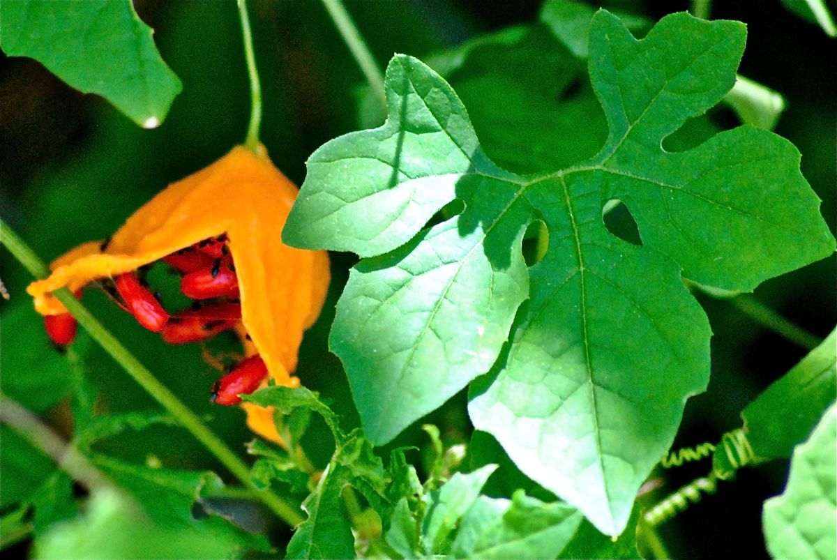 Bitter Melon/Balsam Apple/Wild Balsam